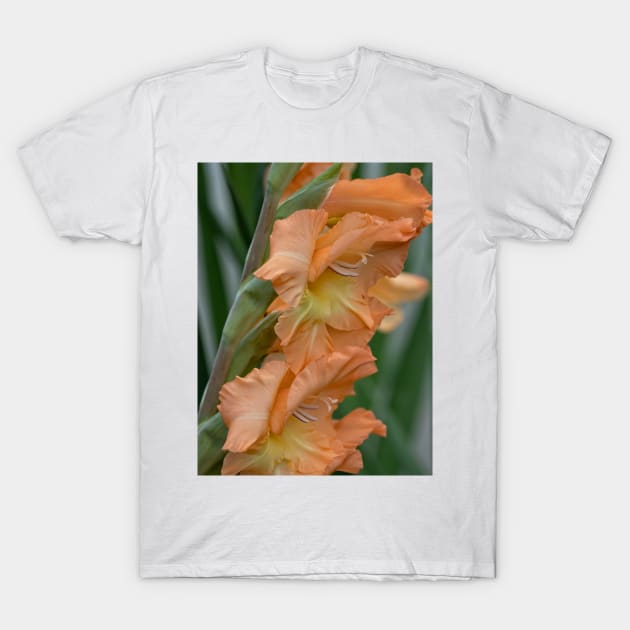 Gladiolus Pretty Peachy T-Shirt by becky-titus